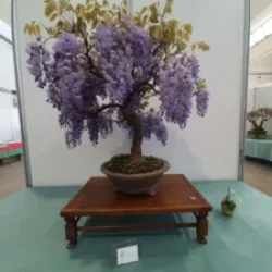 Mondo_Bonsai_2025_20250412_173800-225x300