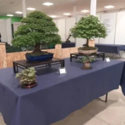 Mondo_Bonsai_2025_20250413_090202-225x300 (1)