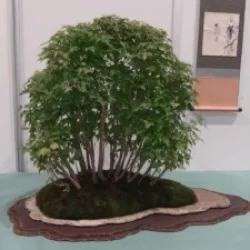 Mondo_Bonsai_2025_20250413_090310-225x300