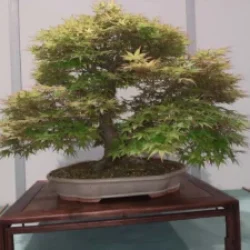 Mondo_Bonsai_2025_20250413_090818-300x225