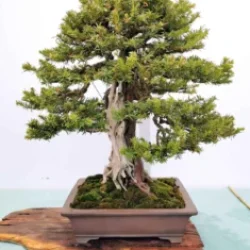 Mondo_Bonsai_2025_488539099_3925722044361893_4935391620837322737_n-235x300