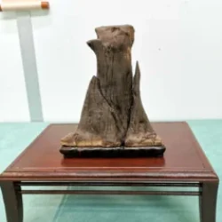 Mondo_Bonsai_2025_489335552_3925722381028526_4926743453957787318_n-238x300