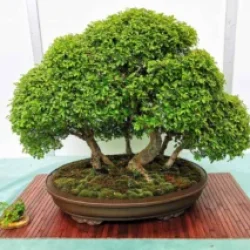 Mondo_Bonsai_2025_491226084_3925721714361926_6609315627296943865_n-300x213