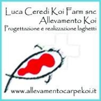 luca-ceredi-koi-farm